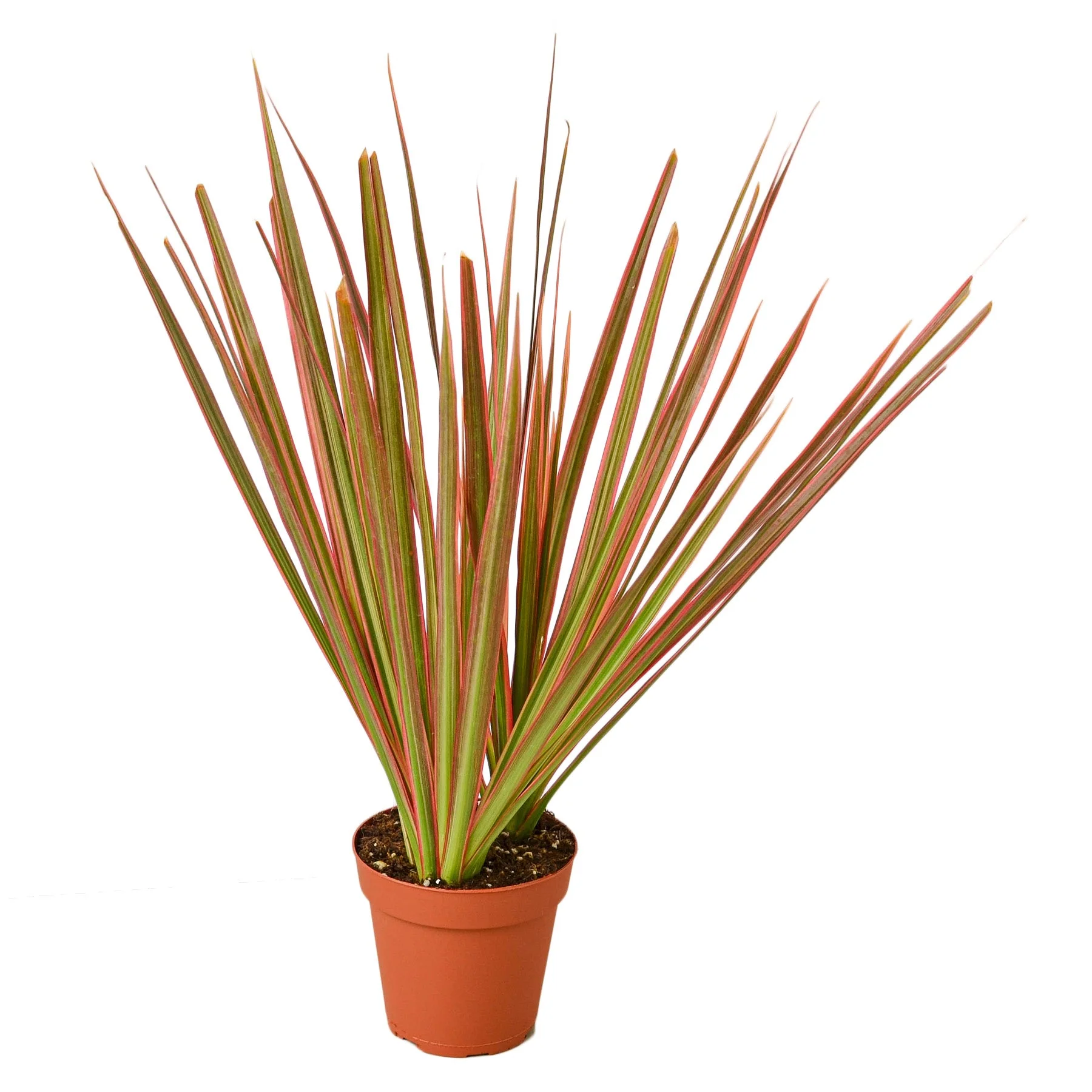 Dracaena ‘Colorama’