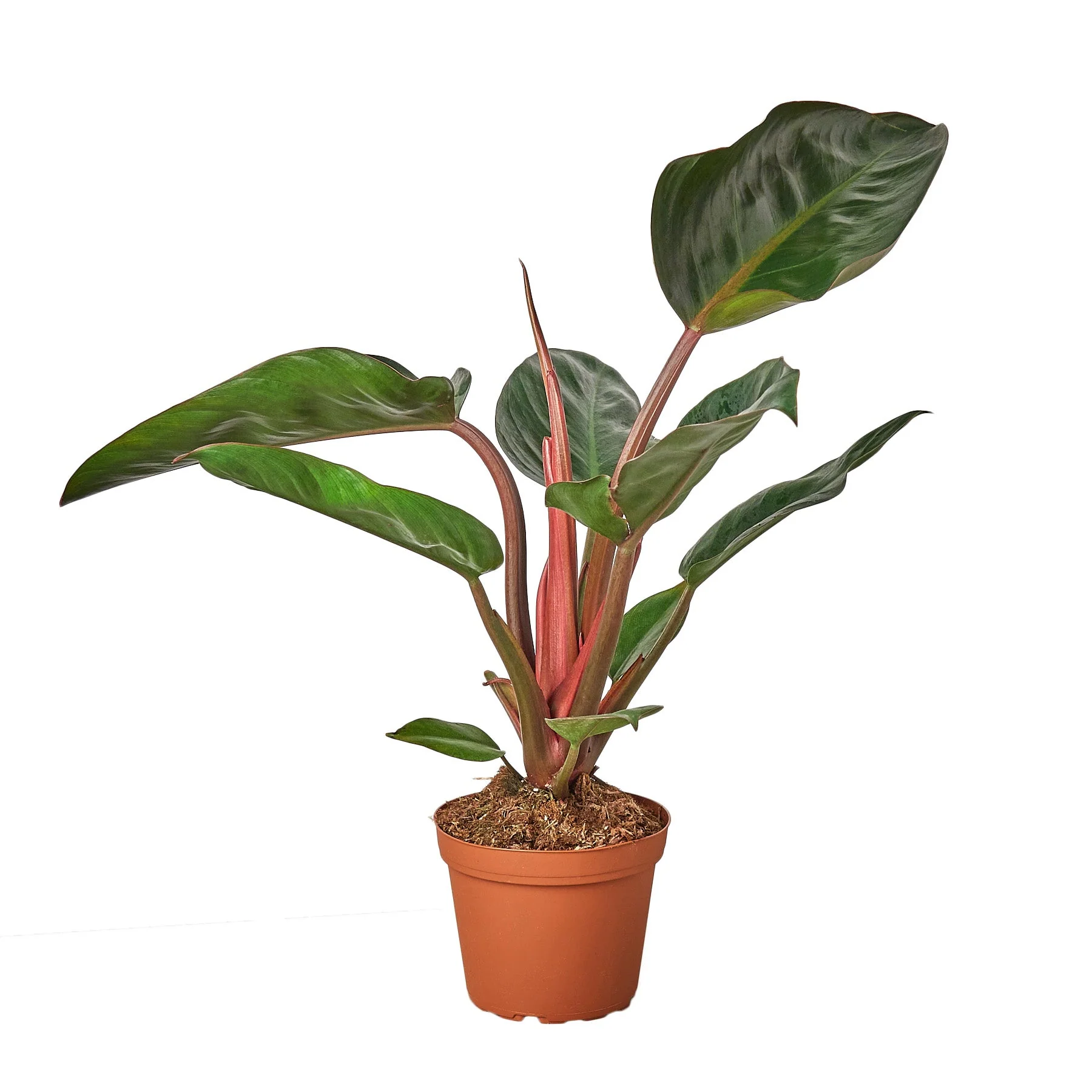 Philodendron ‘Congo Rojo’