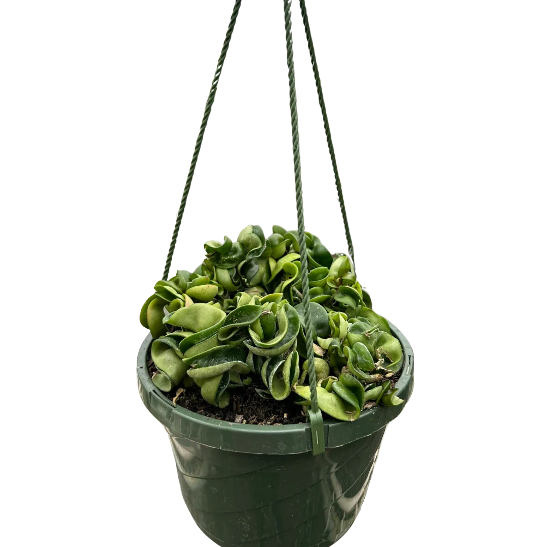 Hoya Rope Plant