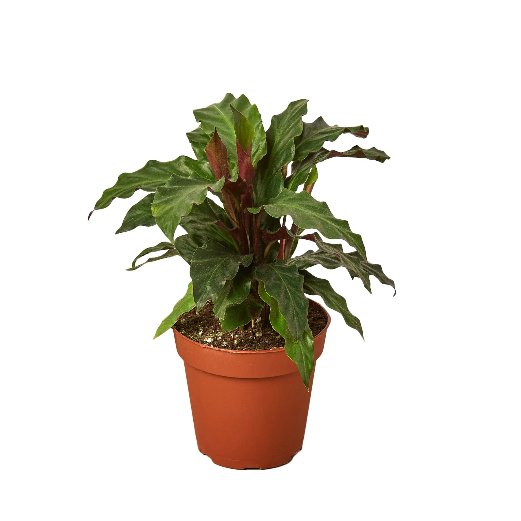 Calathea Rufibarba ‘Furry Feather’