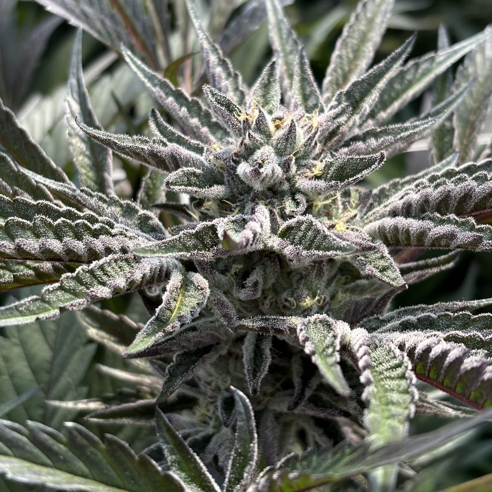 Amaretto Mints Clone