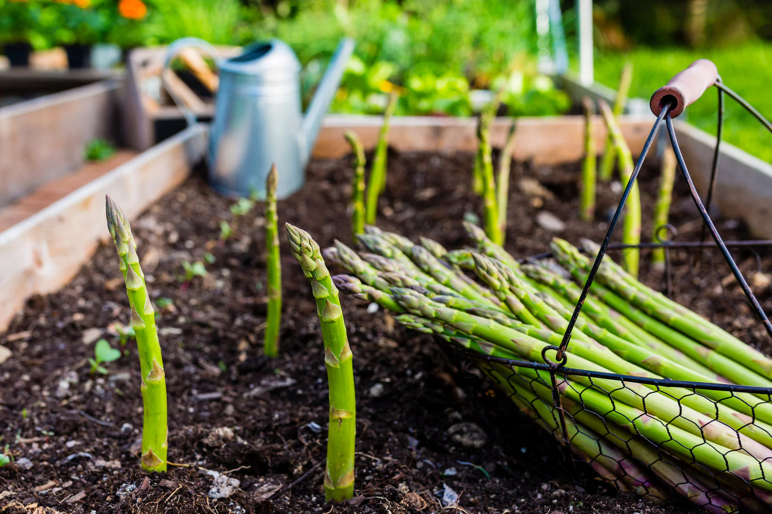 Asparagus – Mary Washington Seed Pack