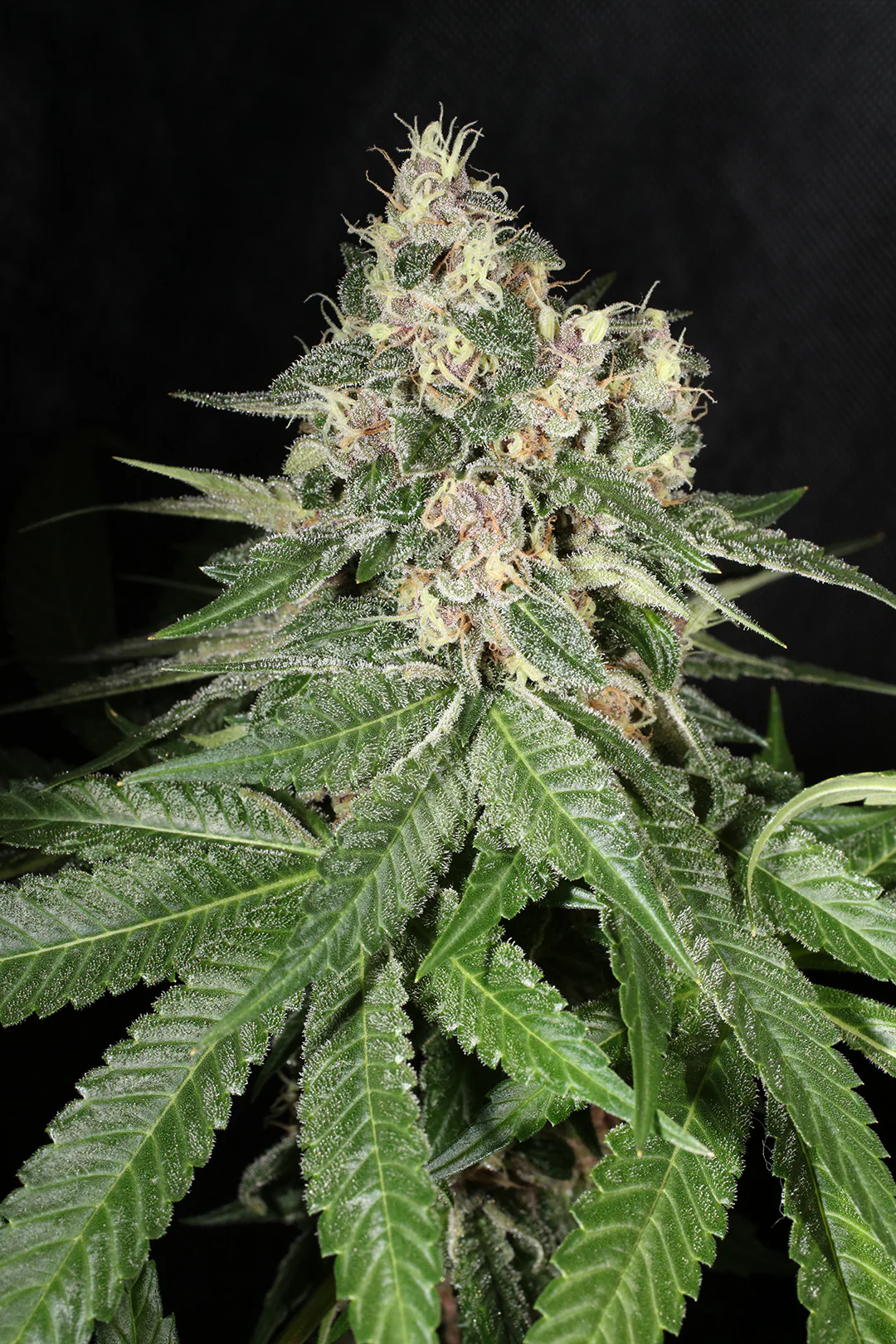 Mass Medical Strains – Chem Pupil V2