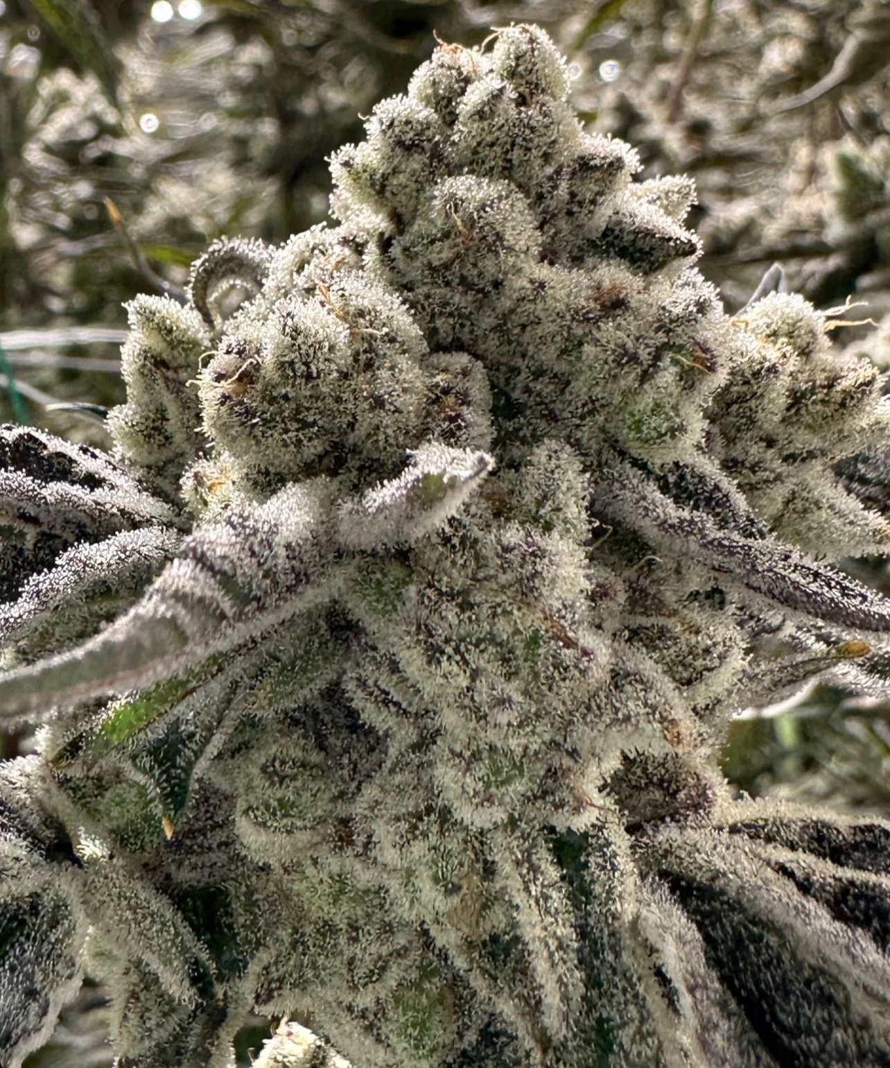 Home Now Genetics – Purple Pound Mints