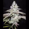 Twenty/20 Mendocino – So F’n Gassy