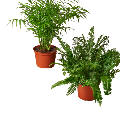 2 – 6″ Pet-Friendly Plants Premium Subscription box