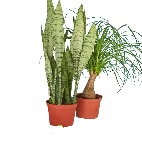 2 – 6″ Indoor Plants Premium Subscription box