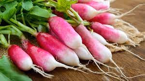 Radish – French Breakfast Seed Pack