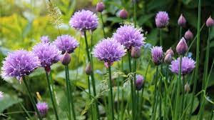 Chive Seed Pack