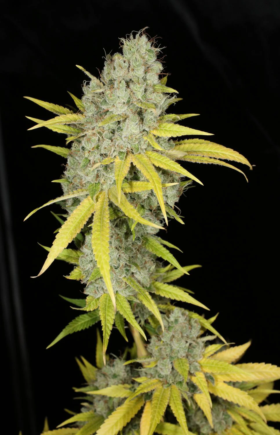 Mass Medical Strains – Sour Kernel