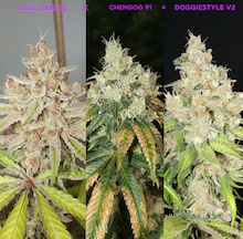 Mass Medical Strains – Doggie Style V2