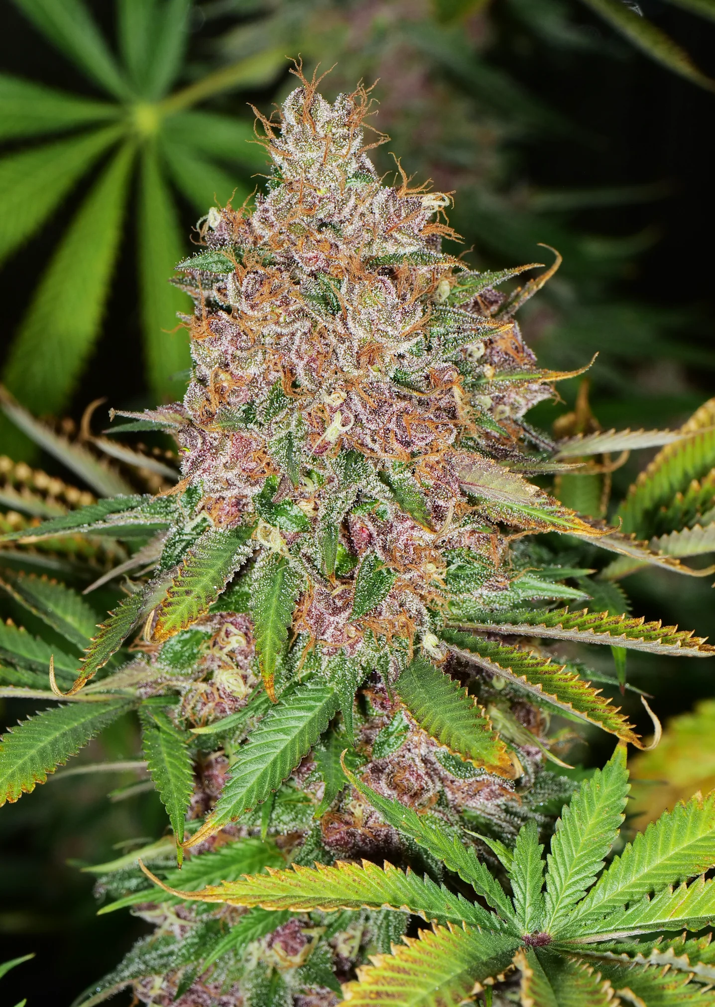 Mass Medical Strains – Pineapple Mushroom Pupil