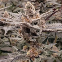 Solfire Gardens – Udder Madness