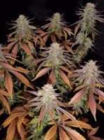 Mass Medical Strains – Fivestar