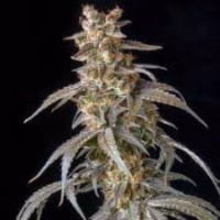 Mass Medical Strains – Old Smuggler