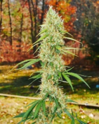 Mass Medical Strains – Pak Man