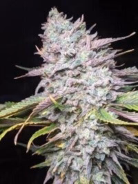 Twenty/20 Mendocino – Trizkit