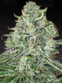 Twenty/20 Mendocino – Trizzlers