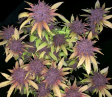 Mass Medical Strains – Grape Pupil