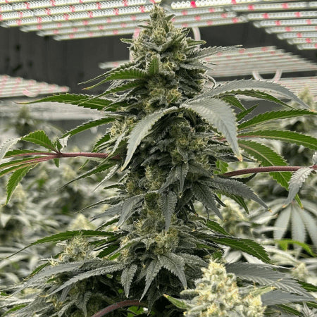 Papaya Bomb Clone