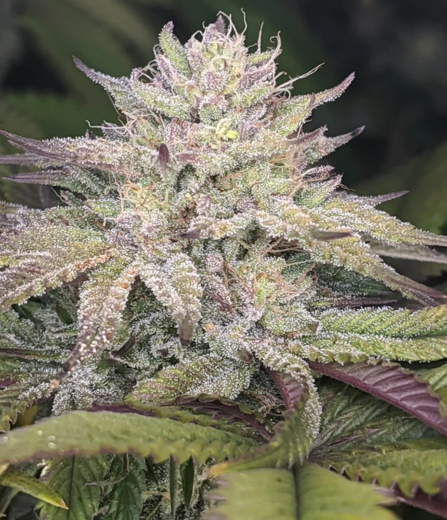 Twenty/20 Mendocino – The Great!