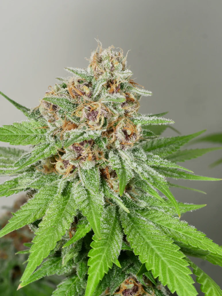 Mass Medical Strains – Prayer Pupil