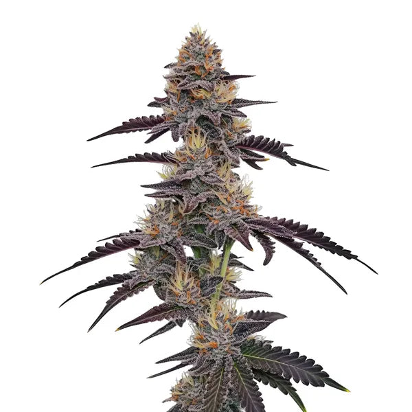 Purple Pineapple Clone