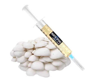 Snow Oyster LC Syringe