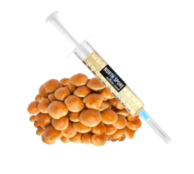 Nameko LC Syringe