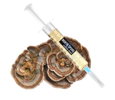 Turkey Tail LC Syringe