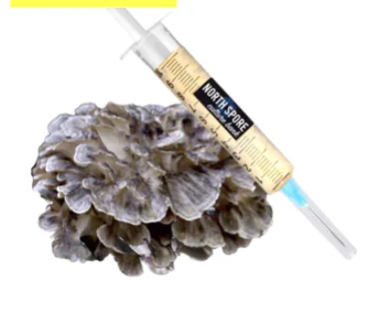 Hen of the Woods (Maitake) LC Syringe