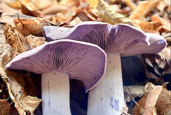 Blewit Mushroom LC Syringe