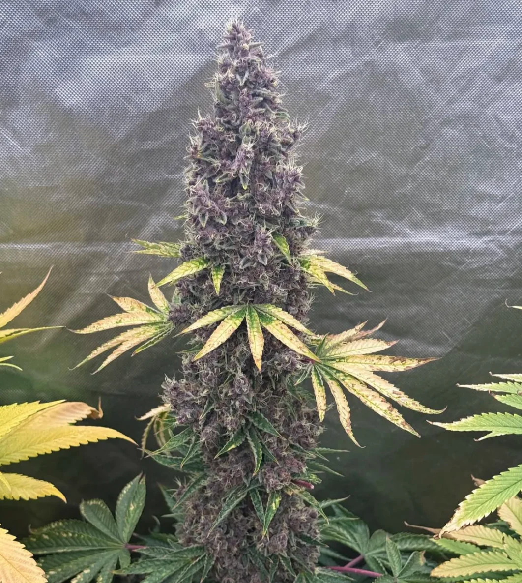 Mass Medical Strains – Goji Pupil
