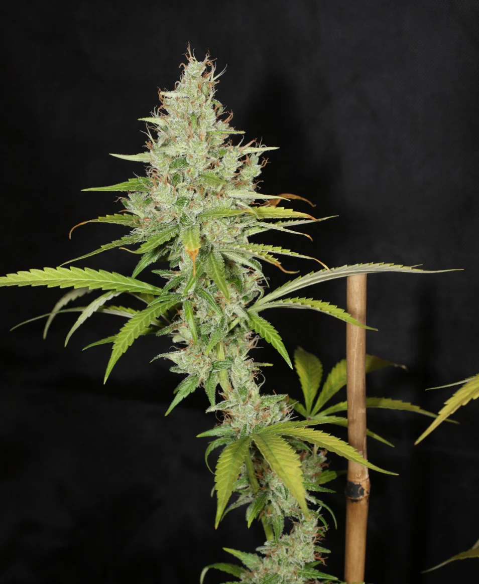 Mass Medical Strains – Heritage Haze