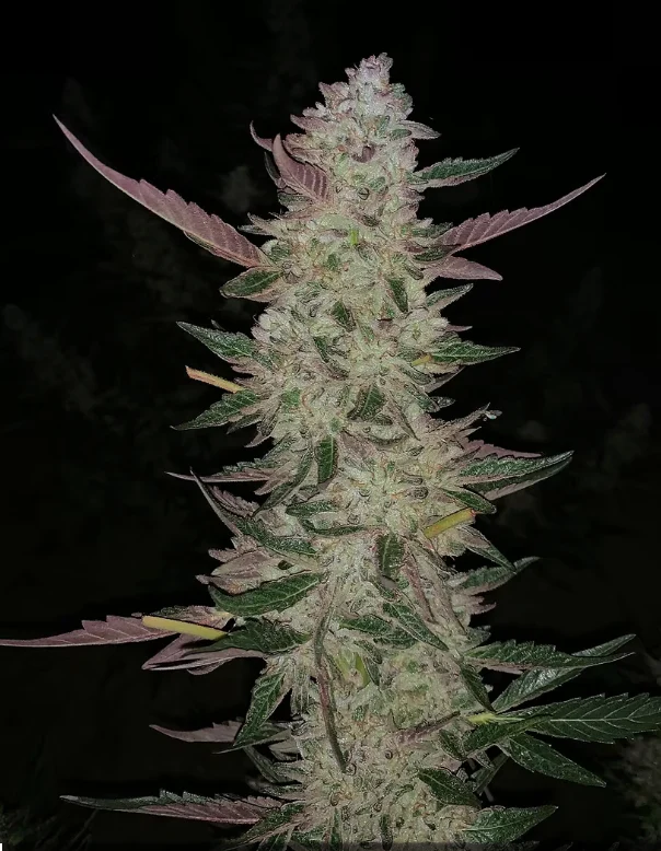 Ajo Blanco Clone