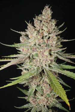 Mass Medical Strains – Chupil