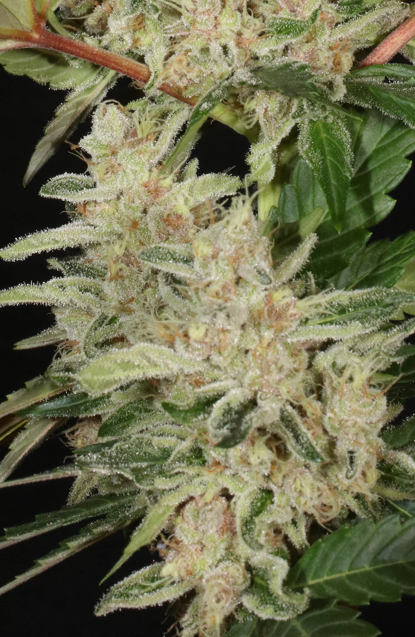 Mass Medical Strains – Third Pupil