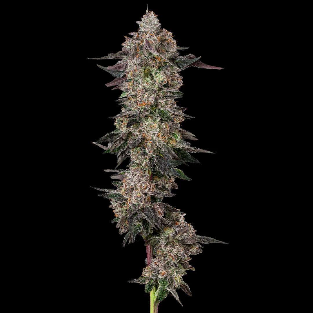 Sharpiez Clone