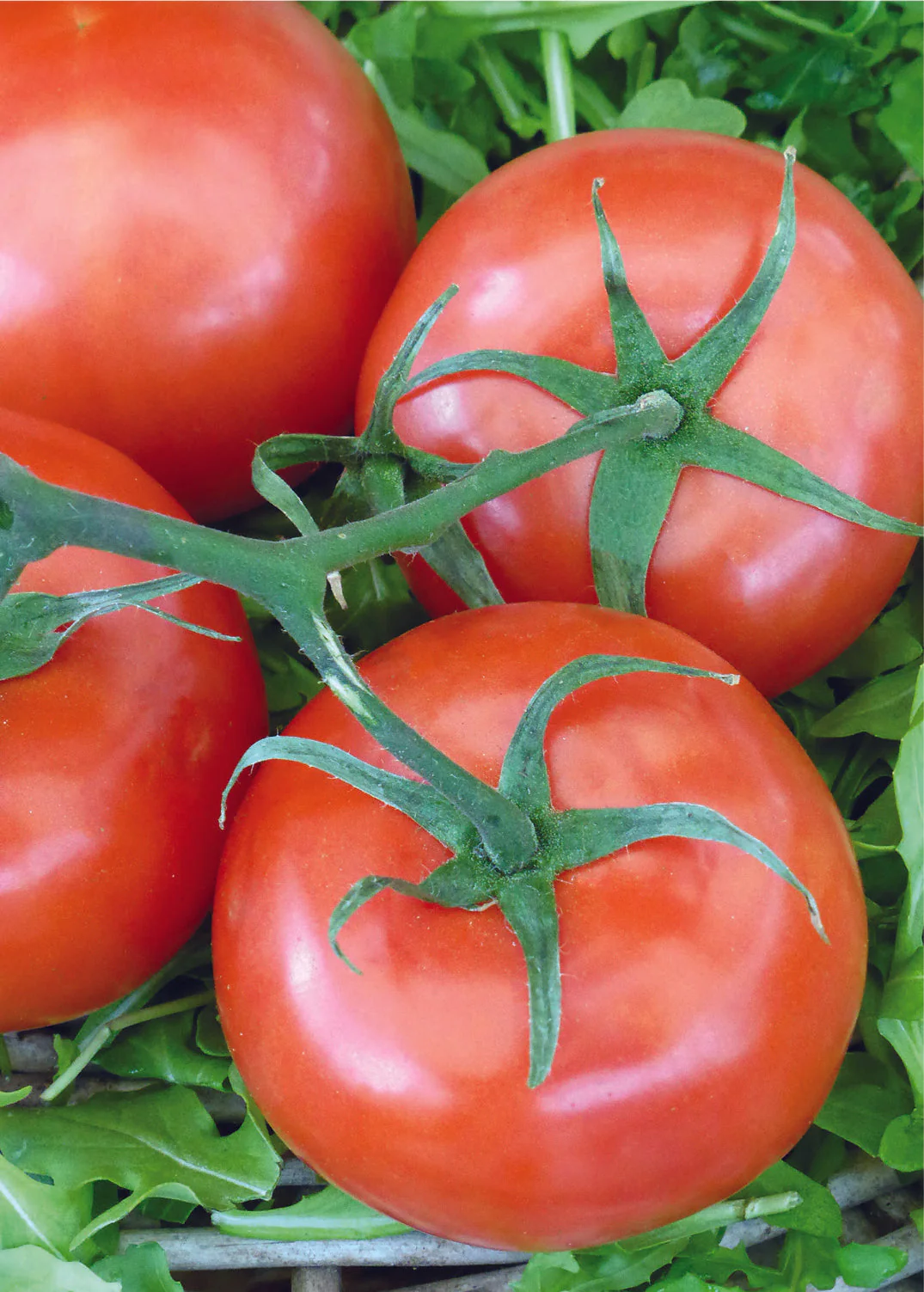 Tomato – Rutgers Seed Pack