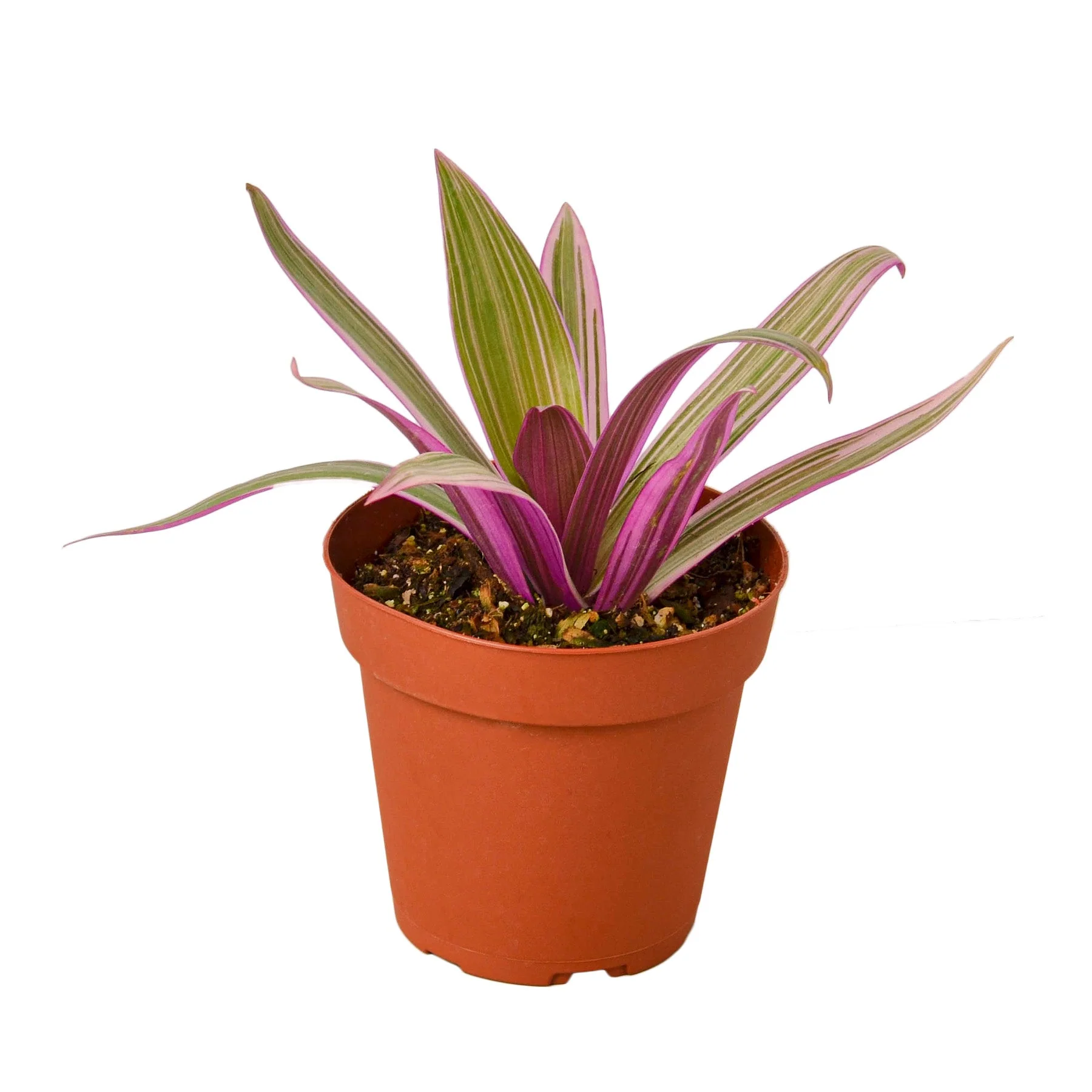 Oyster Plant ‘Moses in the Cradle’