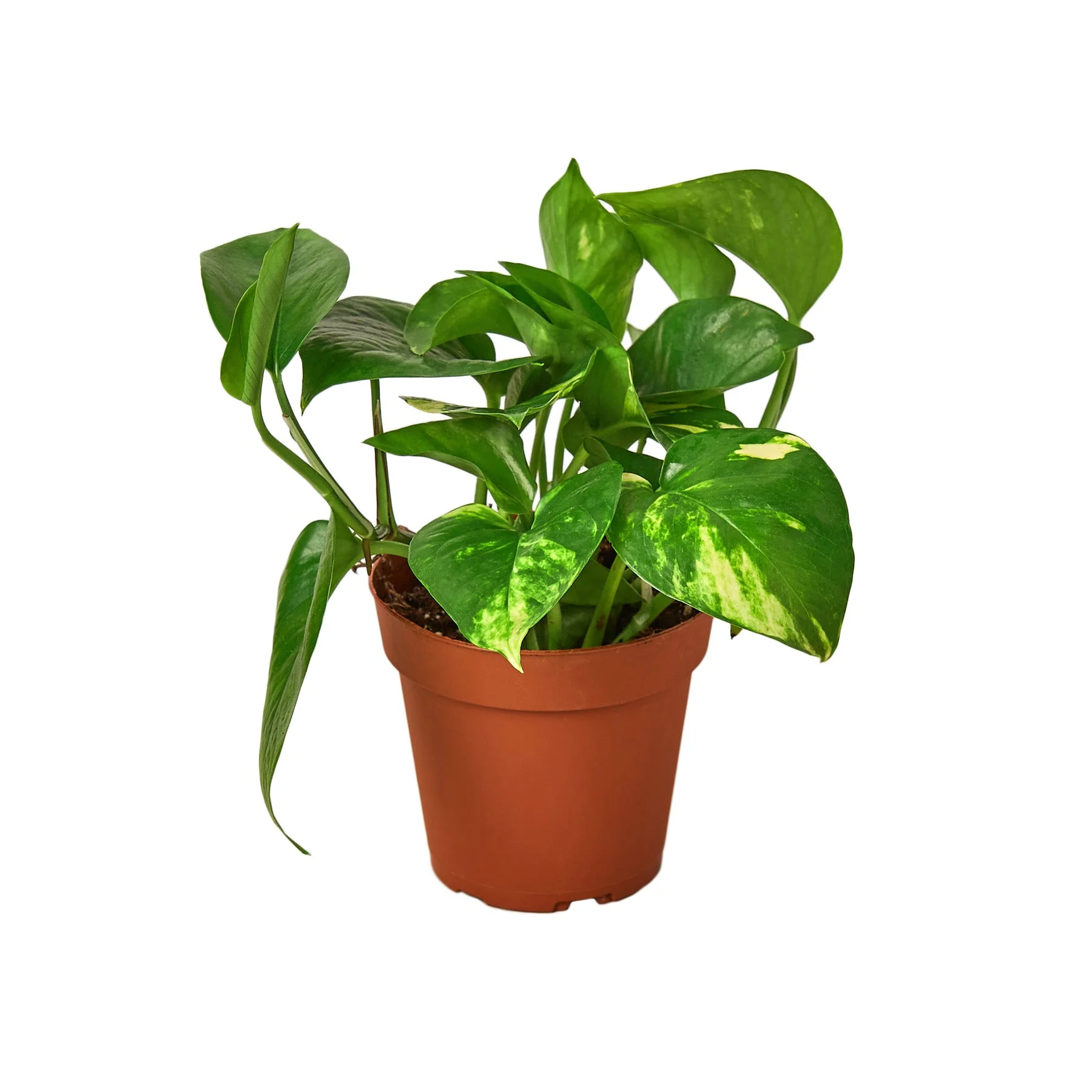 Pothos ‘Golden’