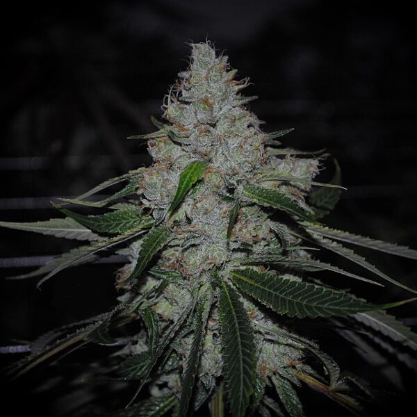 Alien Apple Clone