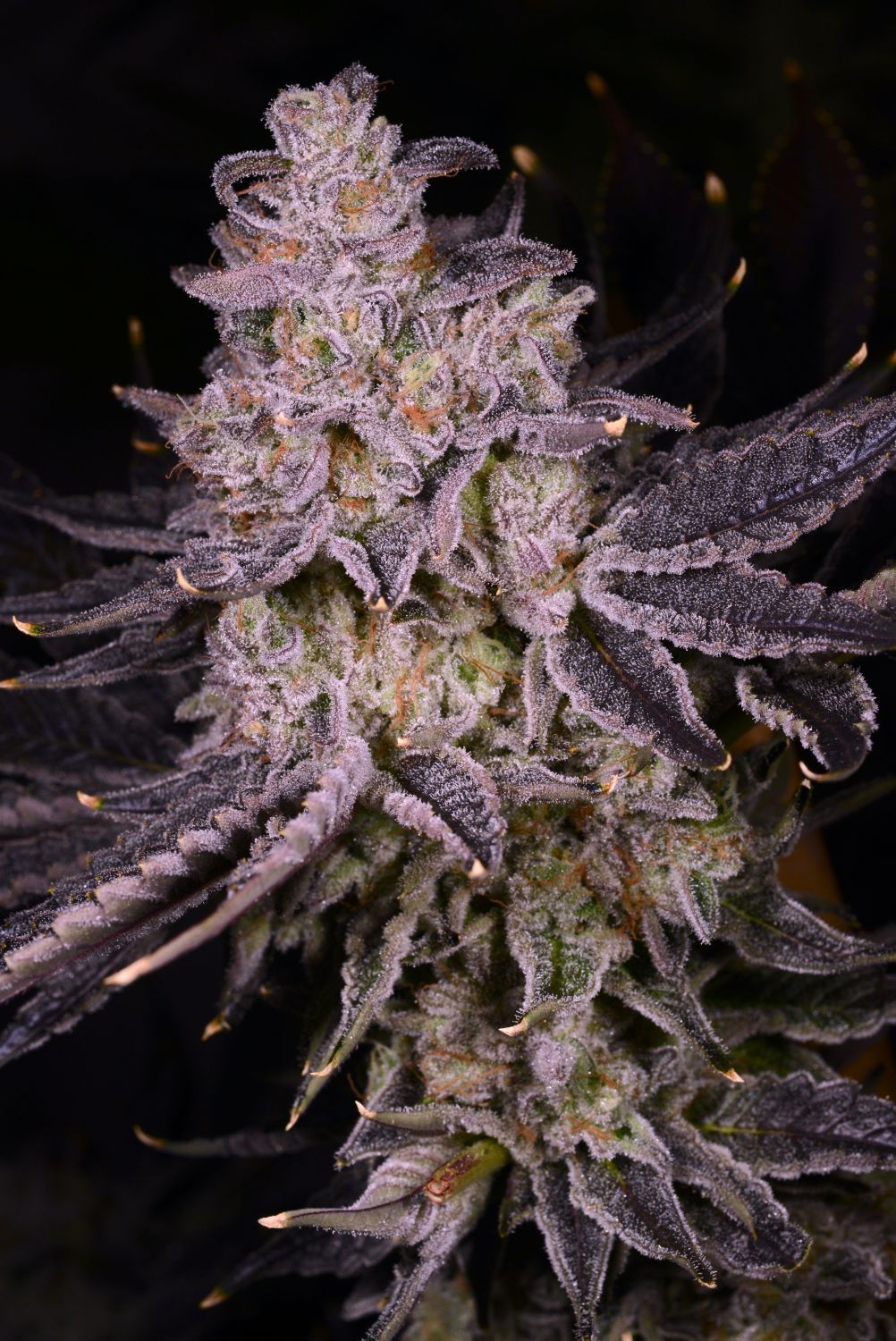 Apple Tartz Clone