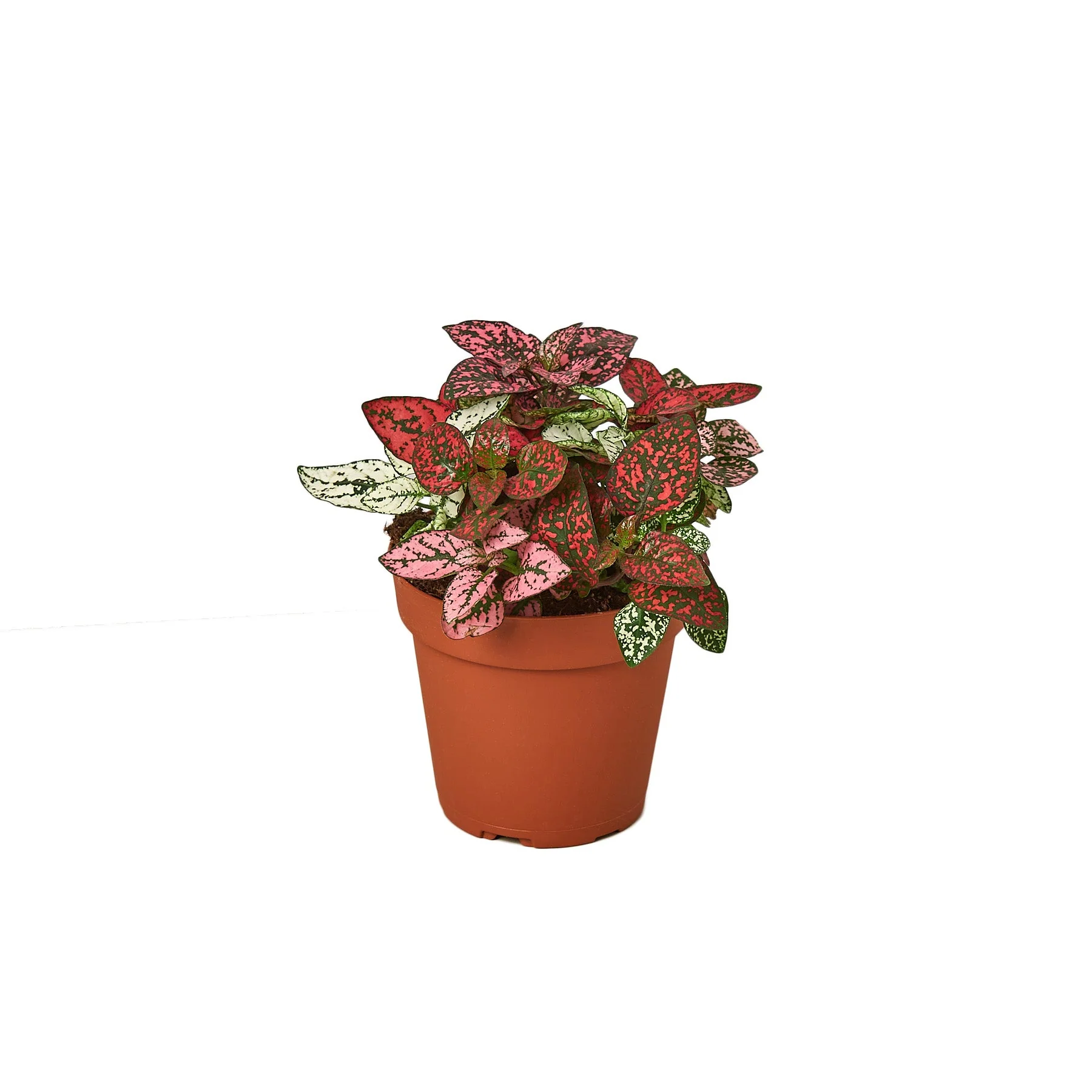 Hypoestes ‘Polka Dot’