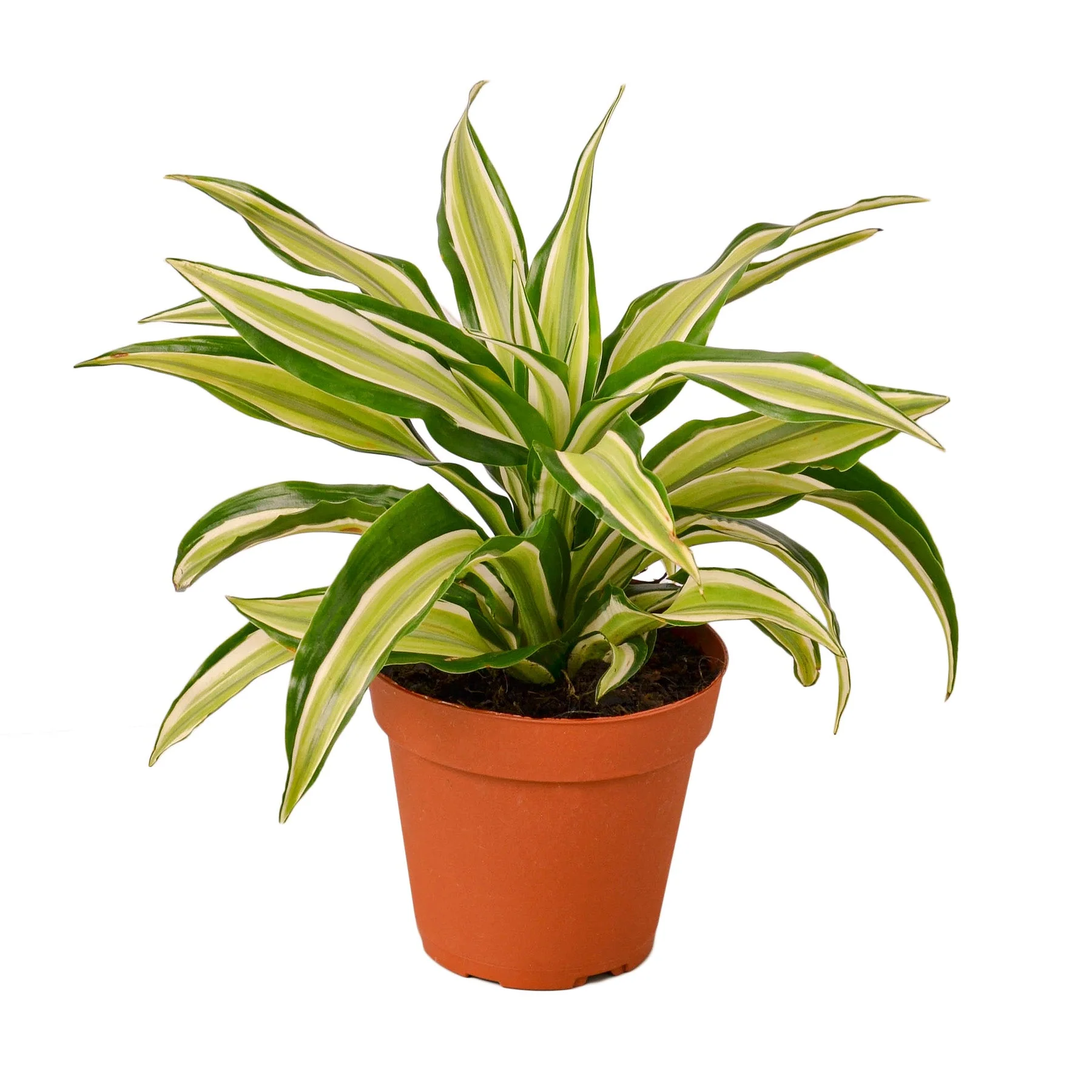 Dracaena ‘Malaika’