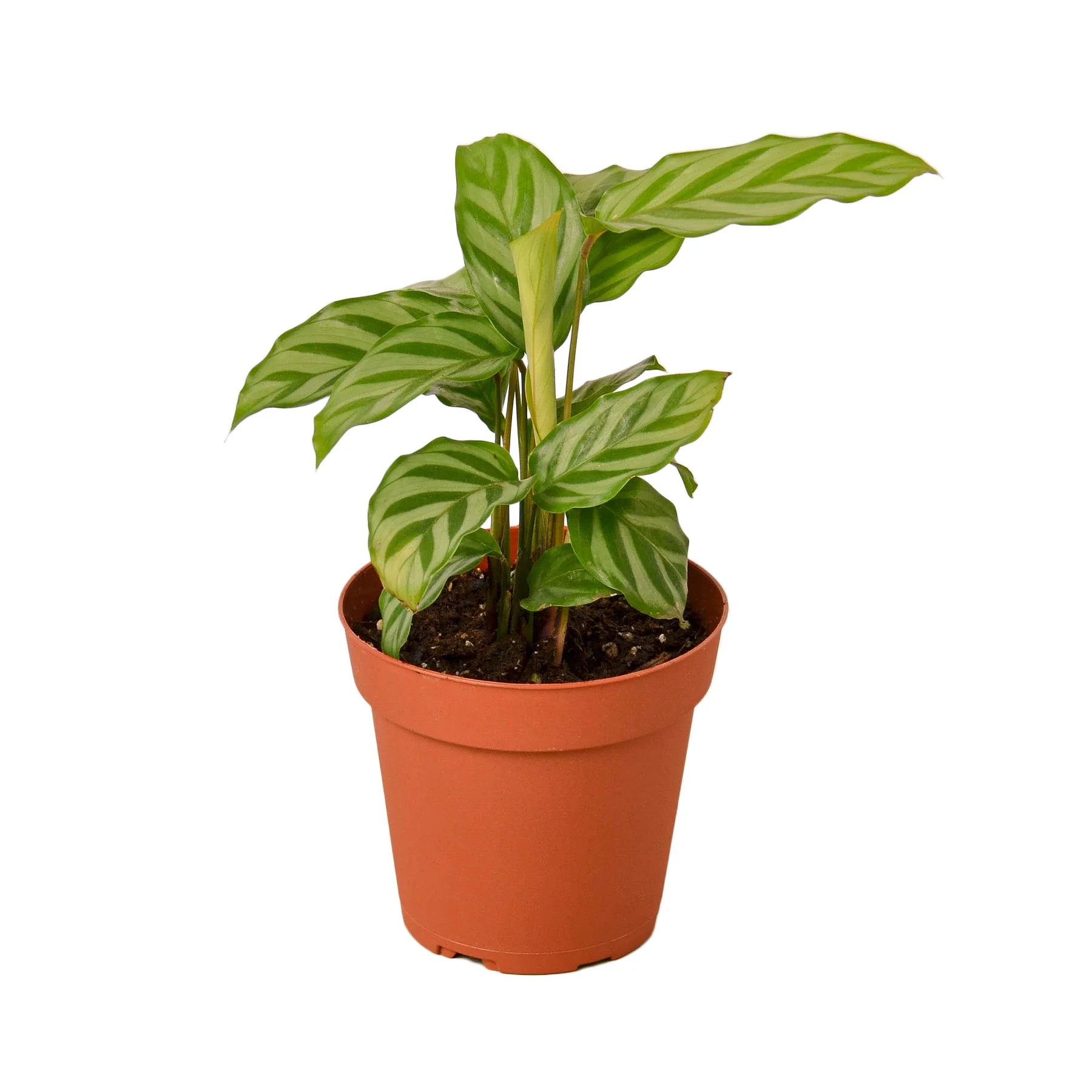 Calathea Concinna ‘Freddie’
