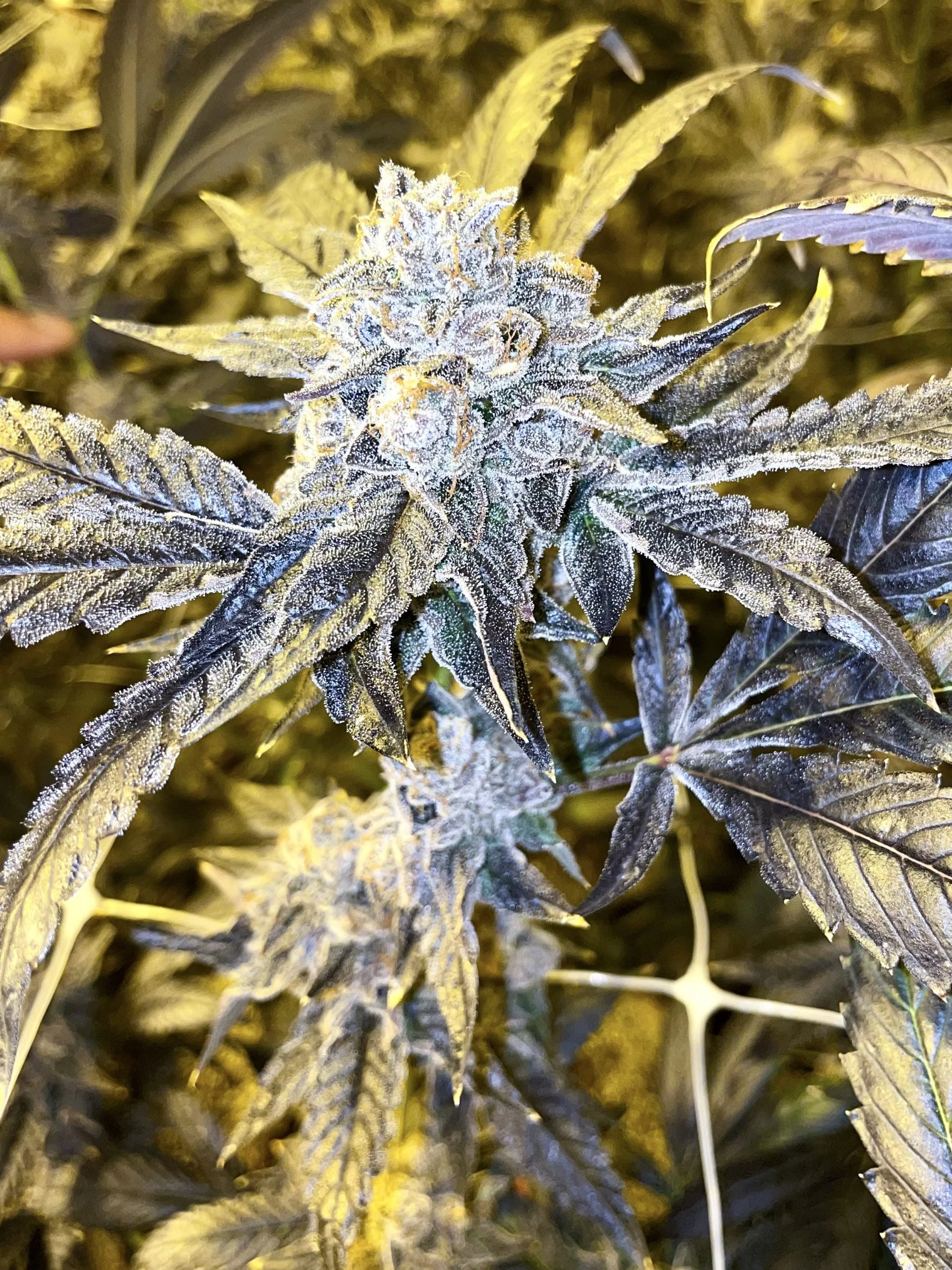 Bacio Gelato Clone