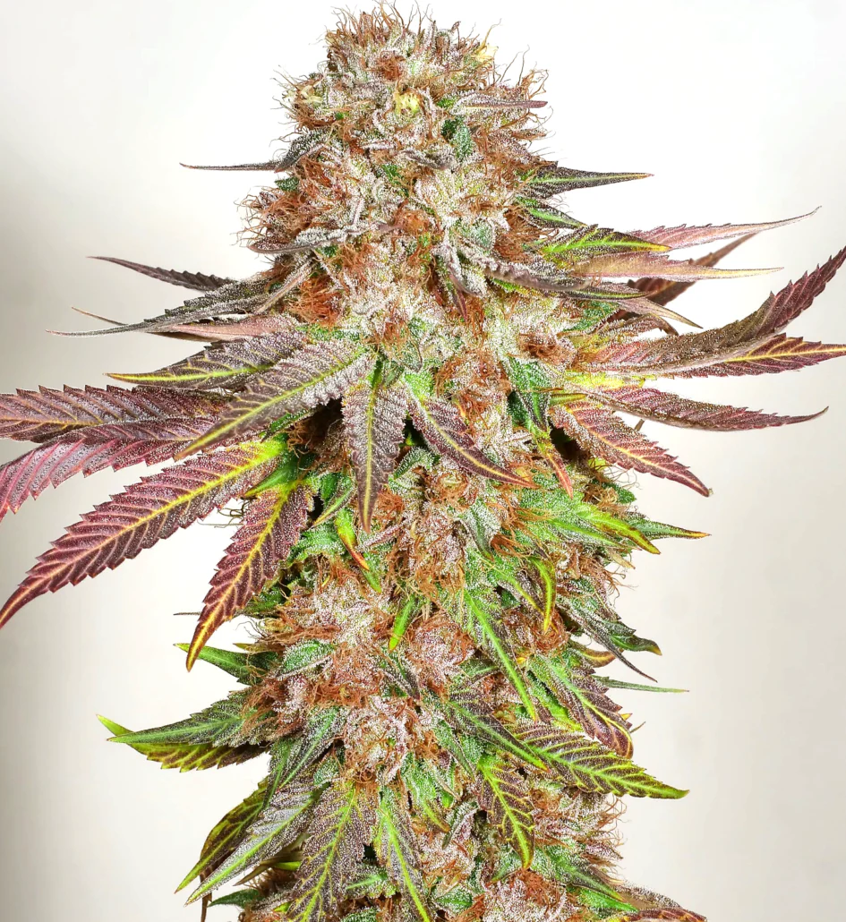 Mass Medical Strains – Bubba Pupil