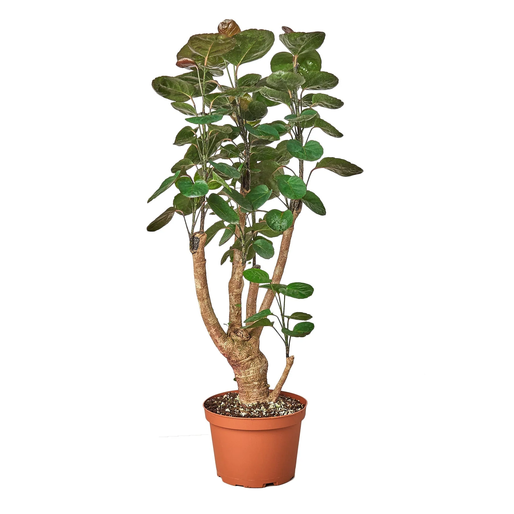 Aralia Fabian Stump ‘Polyscias Scutellaria’