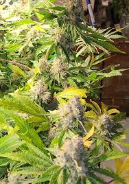 Mass Medical Strains – Rick’s Dog
